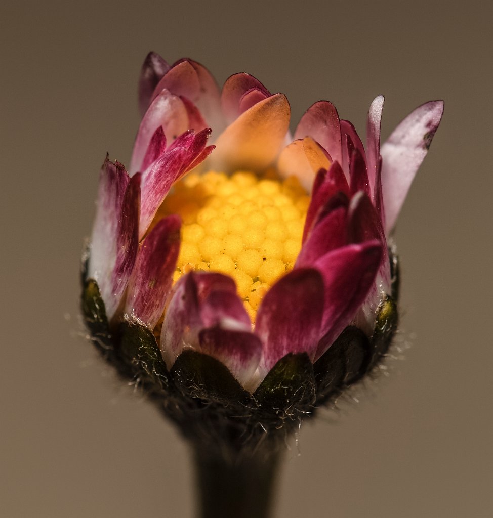 DSC 0046 00046