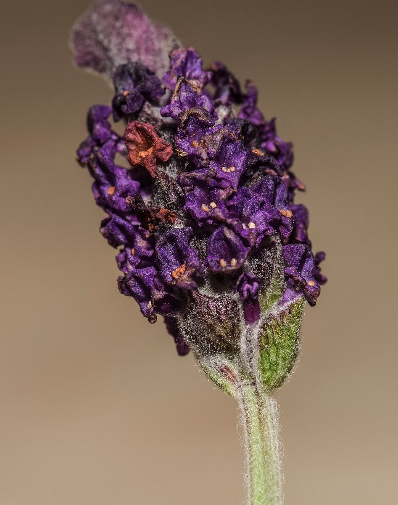 DSC 0055 00055