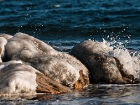2010-3942 : naturbilleder