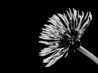 D30 6397 : naturbilleder