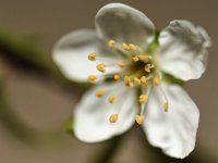 DSC 0005 00005 : 2016-makro