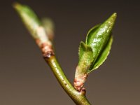 DSC 0010 00010 : 2016-makro
