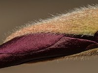 DSC 0028 00028 : 2016-makro