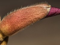 DSC 0029 00029 : 2016-makro