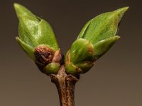 DSC 0032 00032 : 2016-makro