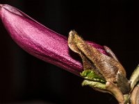 DSC 0038 00038 : 2016-makro