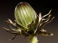 DSC 0043 00043 : 2016-makro