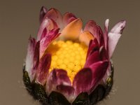 DSC 0046 00046 : 2016-makro