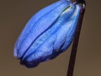 DSC 0053 00053 : 2016-makro