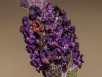 DSC 0055 00055 : 2016-makro