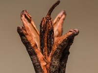 DSC 0060 00060 : 2016-makro