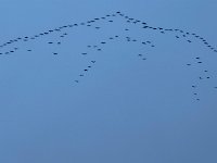 DSC 1263 : 2018-skagennu, fugletræf